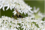 Ceriana conopsoides