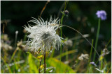 155 Pulsatilla alpina