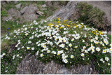 937 Dryas octopetala