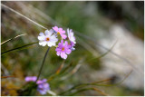 815 Primula farinosa