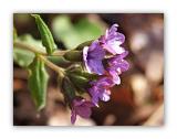 1606 Pulmonaria obscura