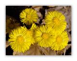 2160 Tussilago farfara