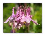 126 Aquilegia vulgaris