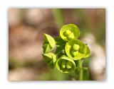 1313 Euphorbia helioscopia