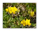 1157 Lotus corniculatus