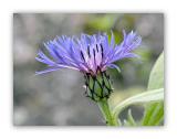 2235 Centaurea montana