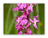 2991 Orchis mascula