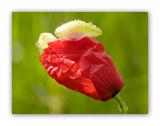 226 Papaver rhoeas