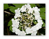 1974 Viburnum opulus