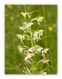 2955 Platanthera bifolia