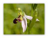 2965 Ophrys apifera