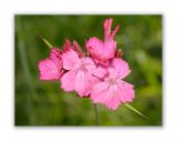 406 Dianthus carthusianorum vaginatus