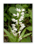 2936 Cephalanthera longifolia