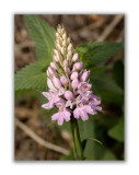 2974 Dactylorhiza fuchsii