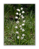 2936 Cephalanthera longifolia