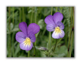 557 Viola tricolor