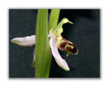 2965 Ophrys apifera