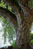 Quercus suber