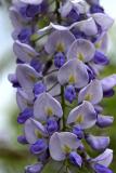 Wisteria sinensis