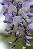 Wisteria sinensis