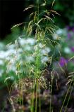 Deschampsia cespitosa