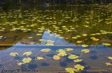 Nymph Lake