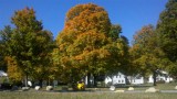 the tree at the rail trail in Oakdale MA
