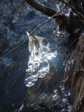 DSC05095.JPG