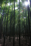 Bamboo forest, Arashiyama, Kyoto