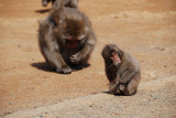 Japanese macaque monkeys