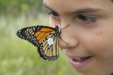 Tagging monach butterflies