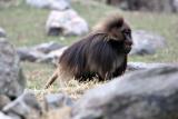 baboon2_IMG_3577.jpg