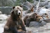 grizzly_seated_upright2_IMG_3715.jpg