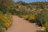 Brittlebush blooming along the trail above the lake