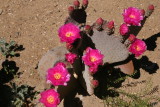 Beaver Tail Prickly Pear