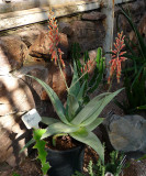 My Aloe mccoyi temporarily at Boyce Thompson Arboretum while it flowered