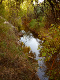 Fall Color - Queen Creek Riparian Area