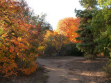 Fall Color