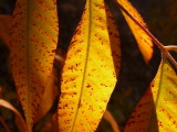 Chinese Pistachio Leaves