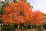 Chinese Pistachio Tree in the demonstration Garden