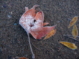 Sycamore Leaf