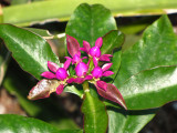 Pereskia species