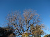 Leafless Chinese Pistachio