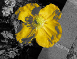 Iceland Poppy using Color Accent