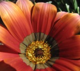 Gazania