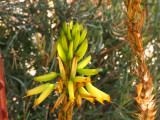 Aloe wickensii v. lutea