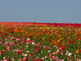 The Flower Fields - Carlsbad, California