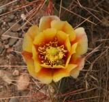 Prickly Pear - Opuntia species