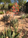 The two aloe chabaudii with flowers