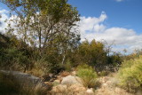 Sycamores in Picadilla Creek